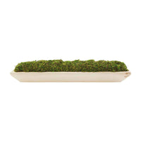 Preserved Moss Paulownia Tray