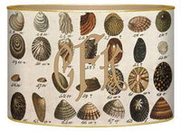 Brown Shell Letter Box
