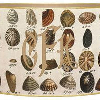 Brown Shell Letter Box