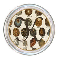 Monogrammed Brown Shell Coaster