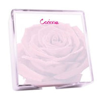 Rosa Memo Square - White with holder
